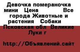 Девочка помераночка мини › Цена ­ 50 000 - Все города Животные и растения » Собаки   . Псковская обл.,Великие Луки г.